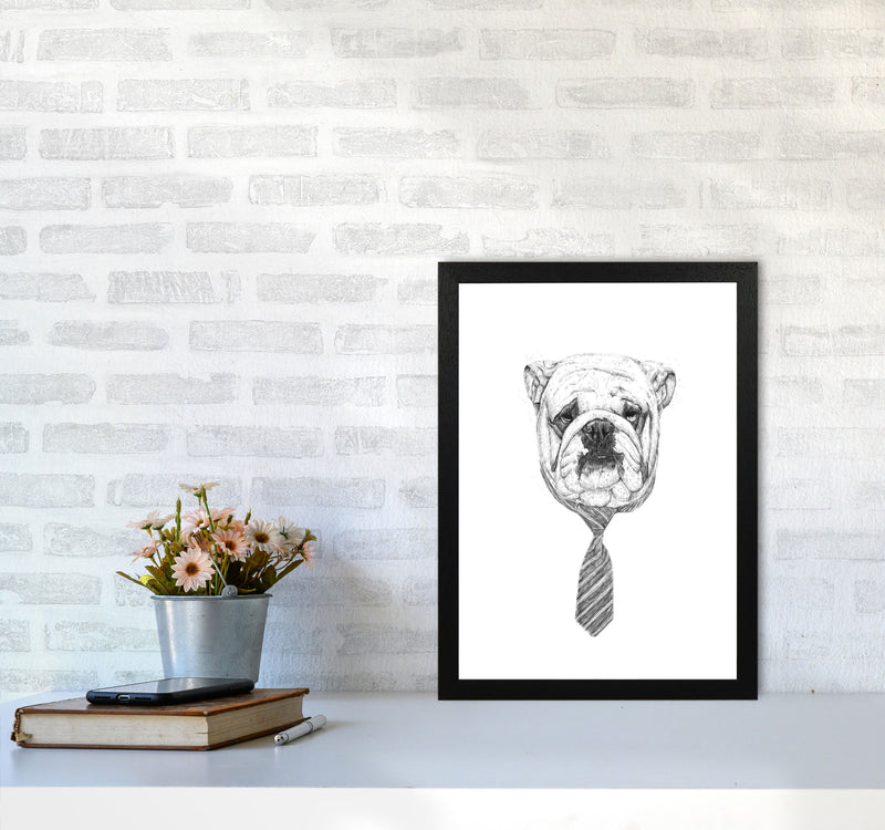 Cool Bulldog Animal Art Print by Balaz Solti A3 White Frame
