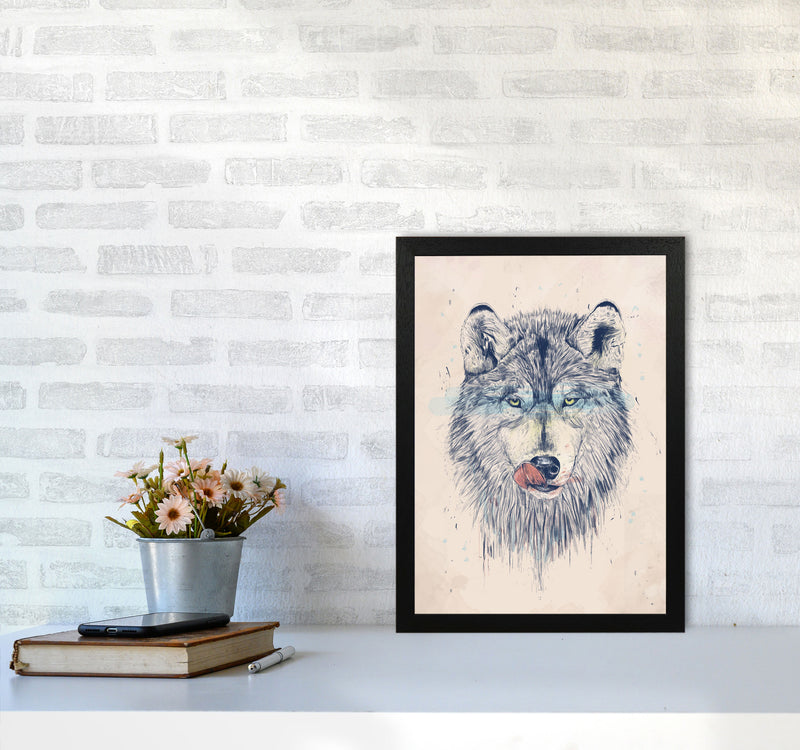 Dinner Time Wolf Animal Art Print by Balaz Solti A3 White Frame