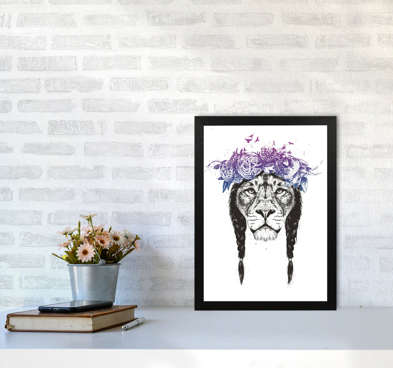 King Of Lions Animal Art Print by Balaz Solti A3 White Frame