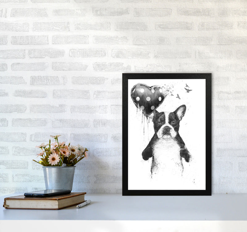 My Heart Goes Boom Bulldog Animal Art Print by Balaz Solti A3 White Frame