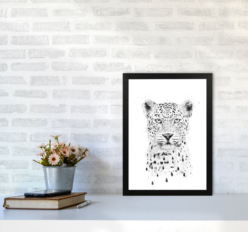 Raining Again Cheetah Animal Art Print by Balaz Solti A3 White Frame