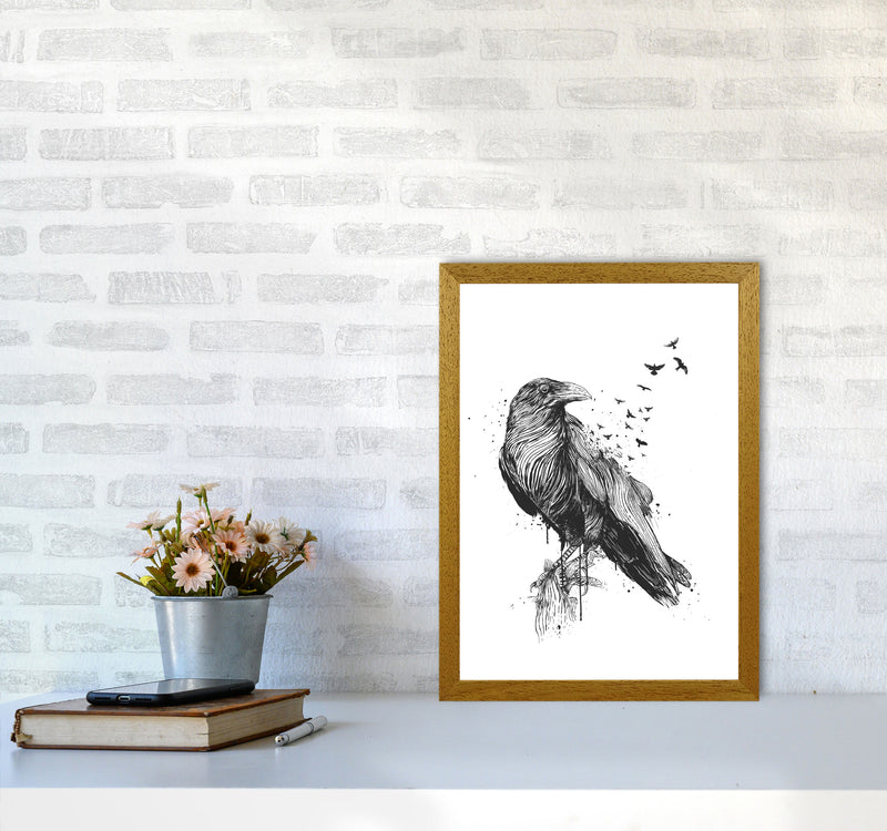 Born To Be Free Raven B&W Animal Art Print by Balaz Solti A3 Print Only