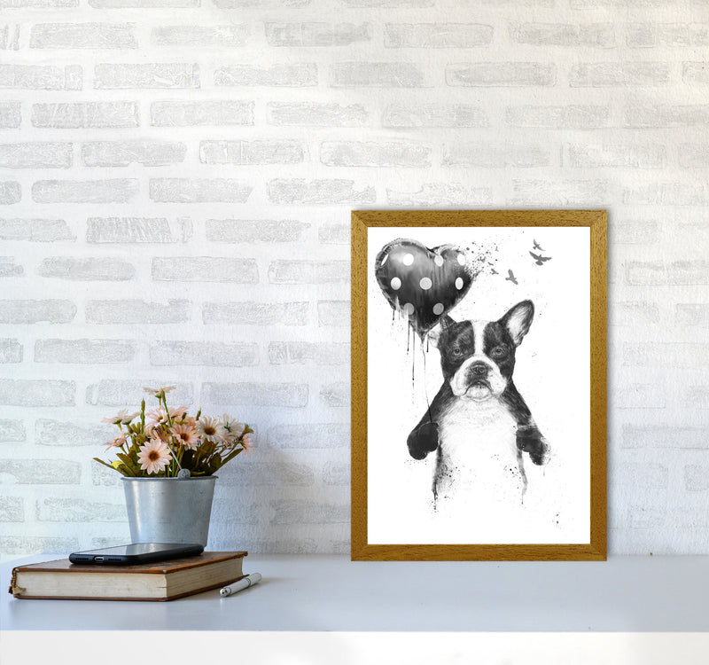 My Heart Goes Boom Bulldog Animal Art Print by Balaz Solti A3 Print Only