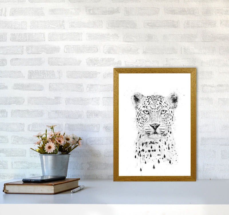 Raining Again Cheetah Animal Art Print by Balaz Solti A3 Print Only