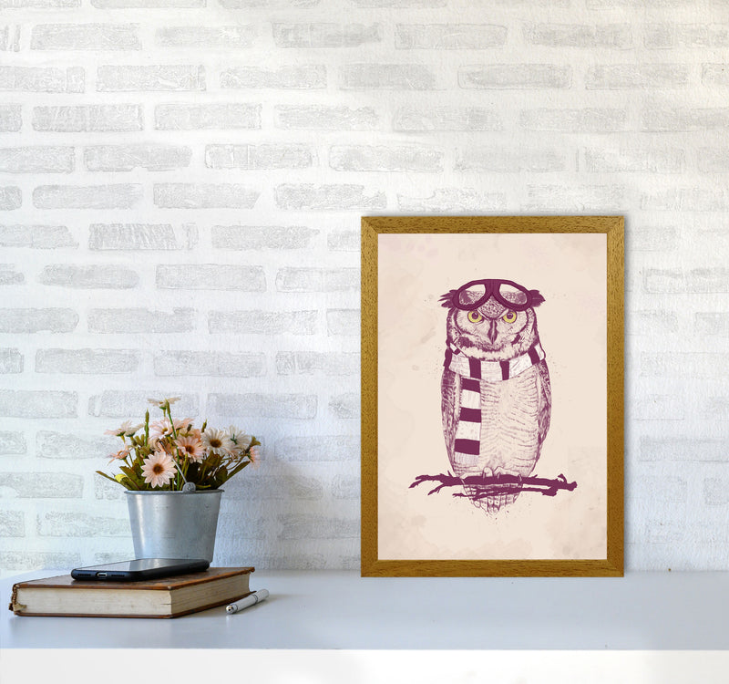 The Aviator Owl Animal Art Print by Balaz Solti A3 Print Only