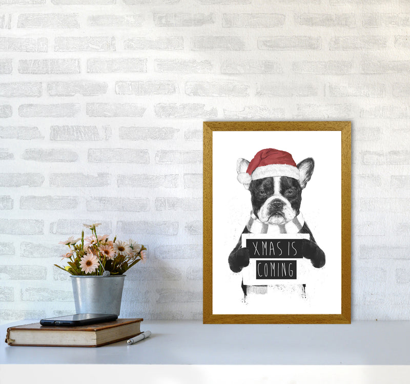 Xmas Is Coming Animal Art Print by Balaz Solti A3 Print Only
