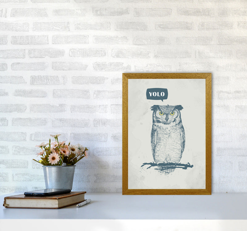 Yolo Owl Animal Art Print by Balaz Solti A3 Print Only