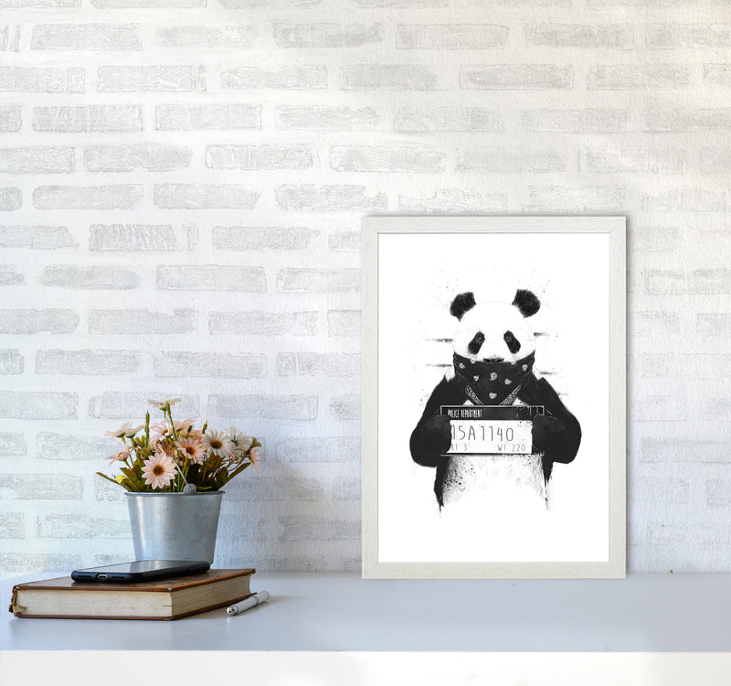 Bad Panda Animal Art Print by Balaz Solti A3 Oak Frame