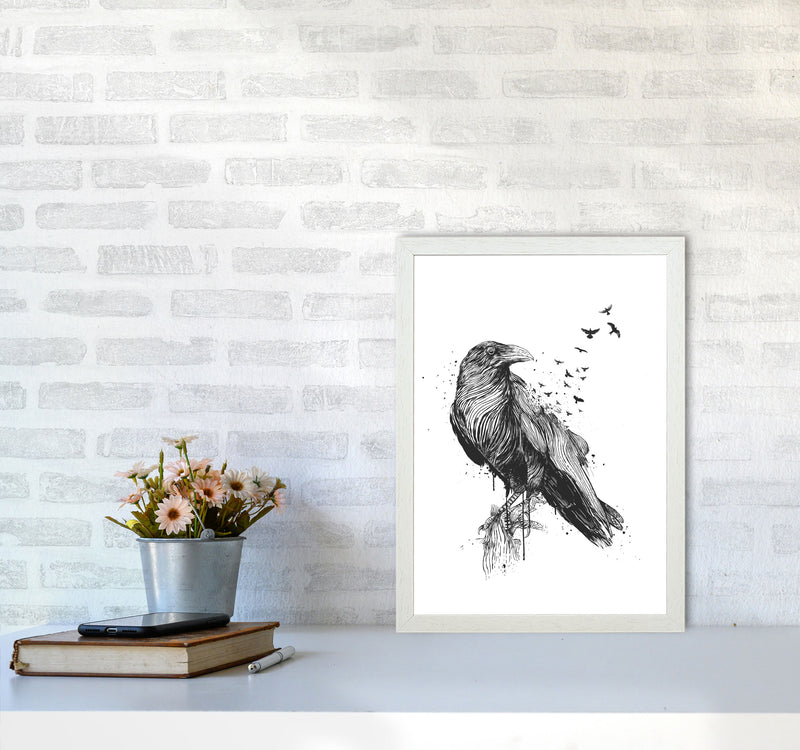 Born To Be Free Raven B&W Animal Art Print by Balaz Solti A3 Oak Frame