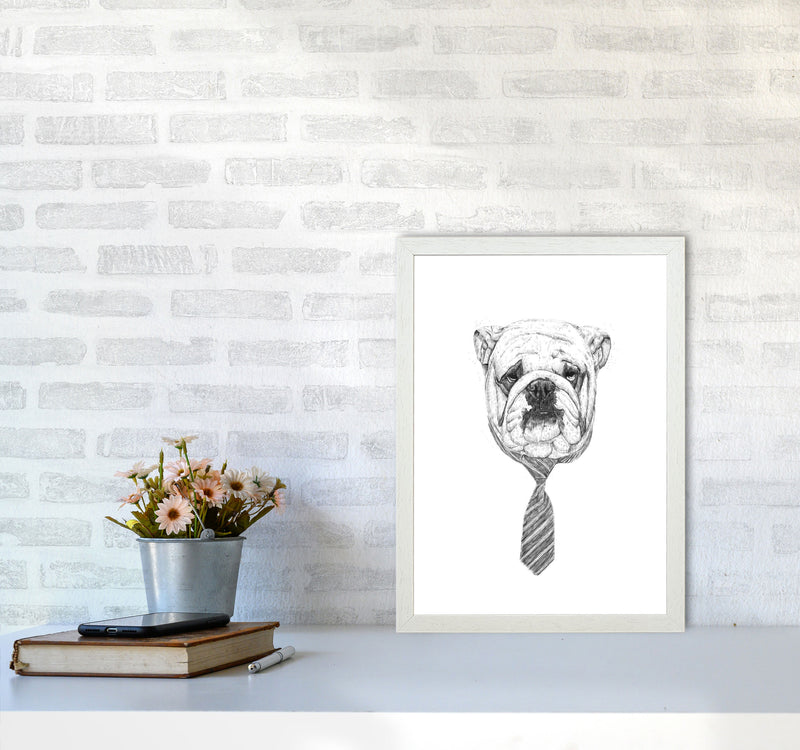 Cool Bulldog Animal Art Print by Balaz Solti A3 Oak Frame