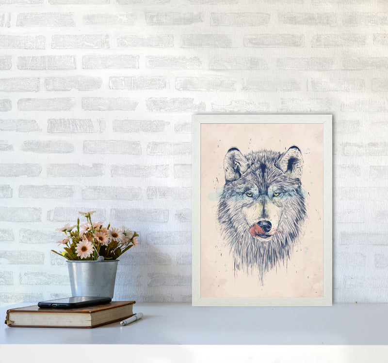 Dinner Time Wolf Animal Art Print by Balaz Solti A3 Oak Frame