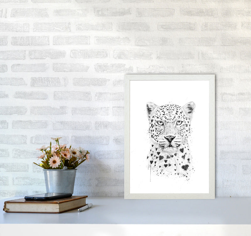 Lovely Leopard Animal Art Print by Balaz Solti A3 Oak Frame