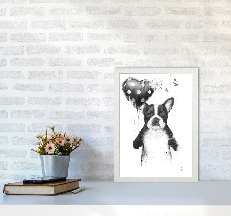 My Heart Goes Boom Bulldog Animal Art Print by Balaz Solti A3 Oak Frame