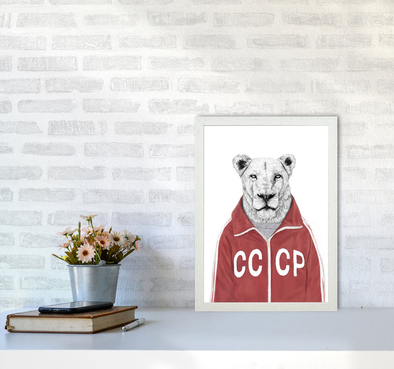 Soviet Lion Animal Art Print by Balaz Solti A3 Oak Frame