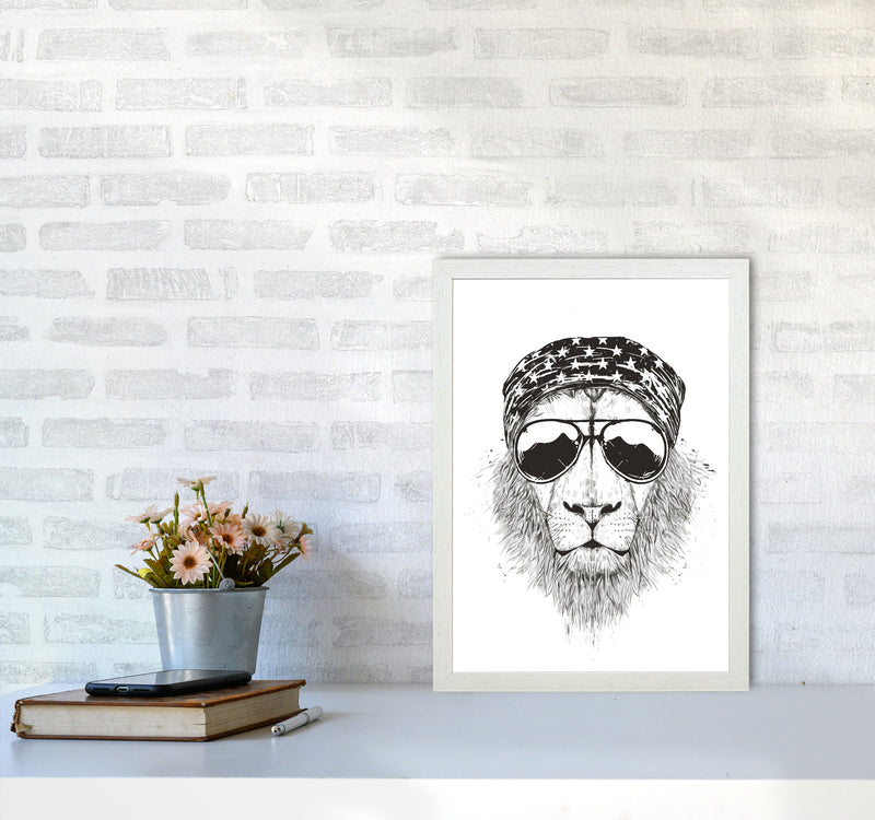 Wild Lion B&W Animal Art Print by Balaz Solti A3 Oak Frame