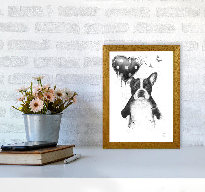 My Heart Goes Boom Bulldog Animal Art Print by Balaz Solti A4 Print Only