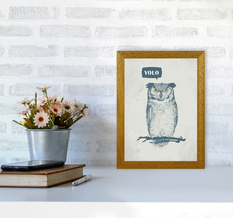Yolo Owl Animal Art Print by Balaz Solti A4 Print Only