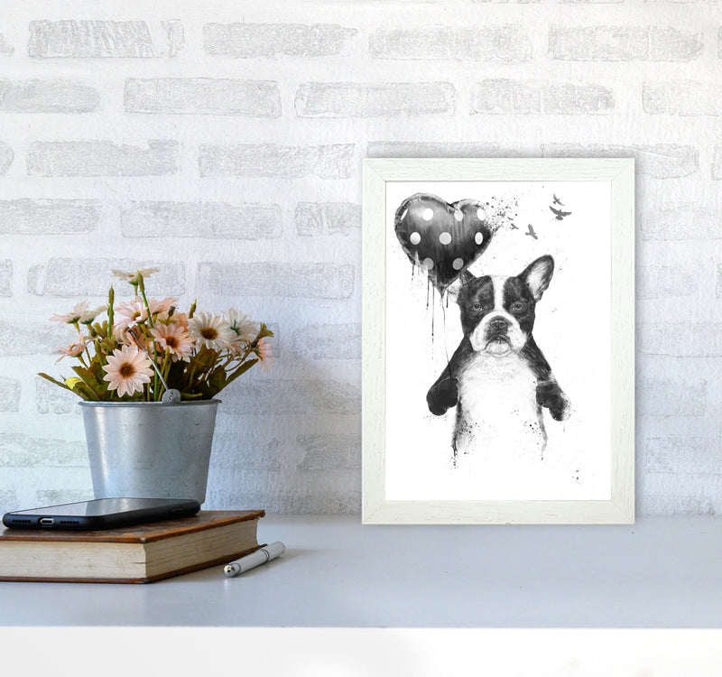 My Heart Goes Boom Bulldog Animal Art Print by Balaz Solti A4 Oak Frame