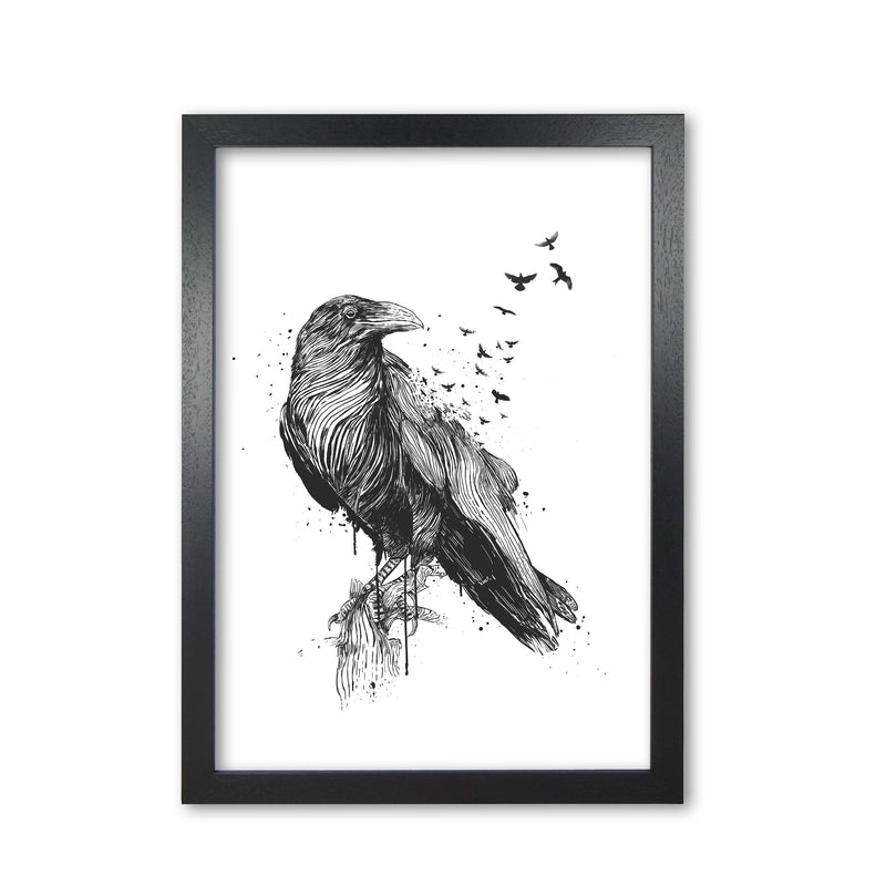 Born To Be Free Raven B&W Animal Art Print by Balaz Solti Black Grain