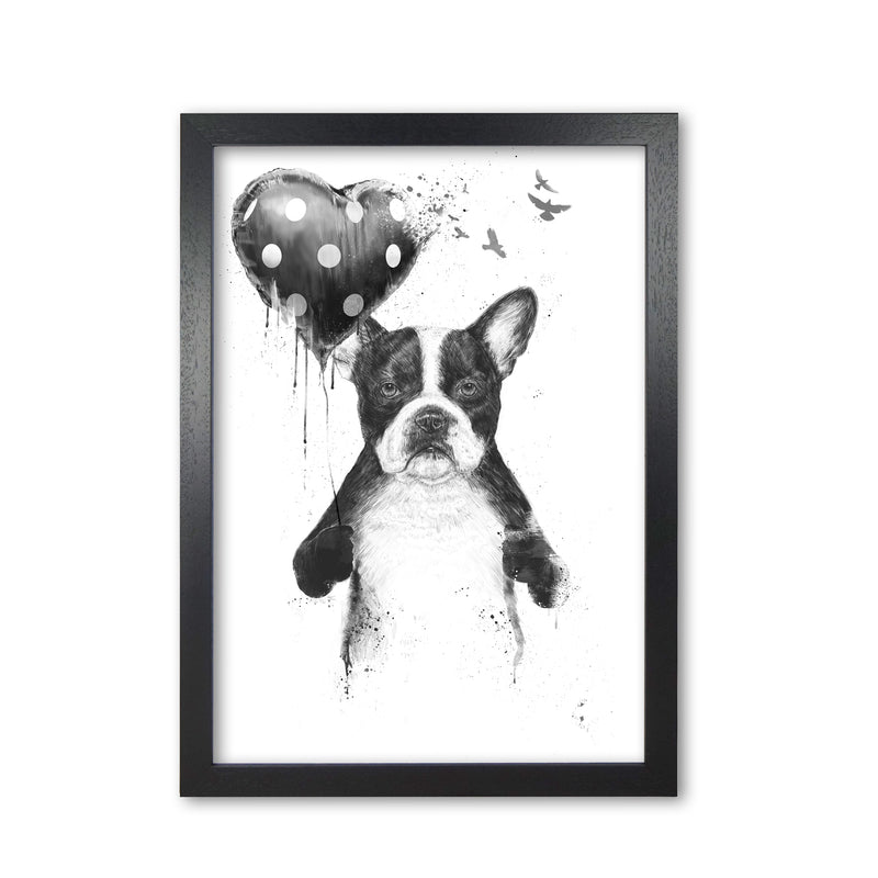 My Heart Goes Boom Bulldog Animal Art Print by Balaz Solti Black Grain