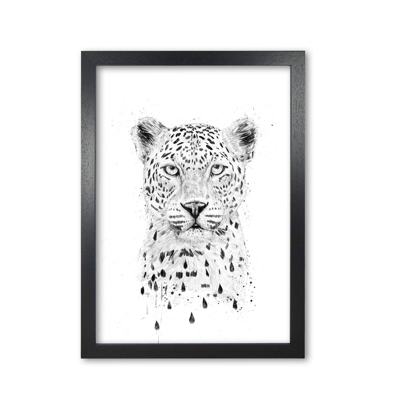 Raining Again Cheetah Animal Art Print by Balaz Solti Black Grain