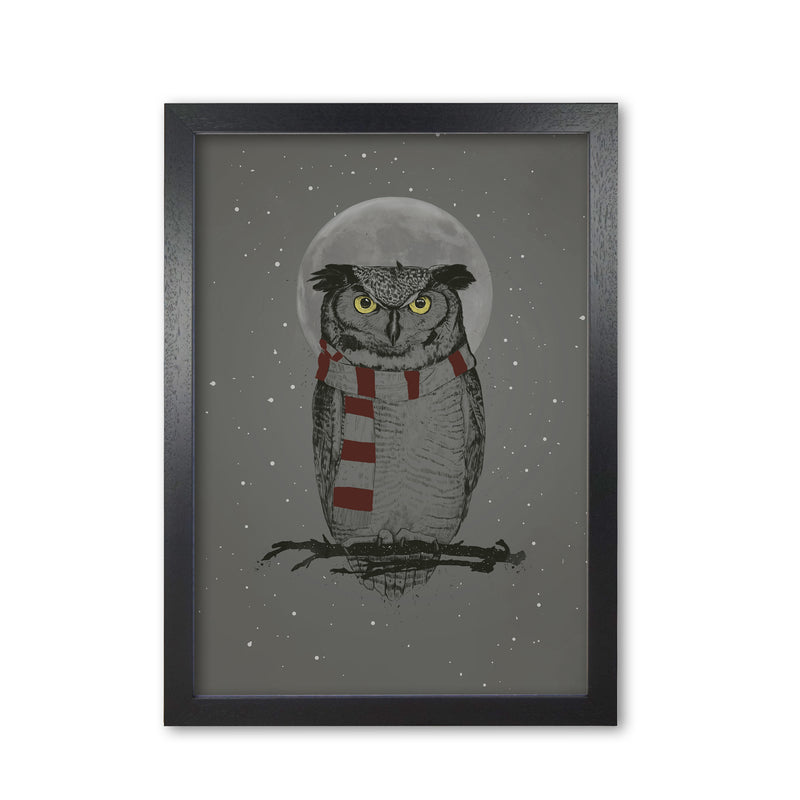 Winter Owl Animal Art Print by Balaz Solti Black Grain