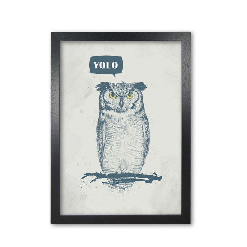 Yolo Owl Animal Art Print by Balaz Solti Black Grain