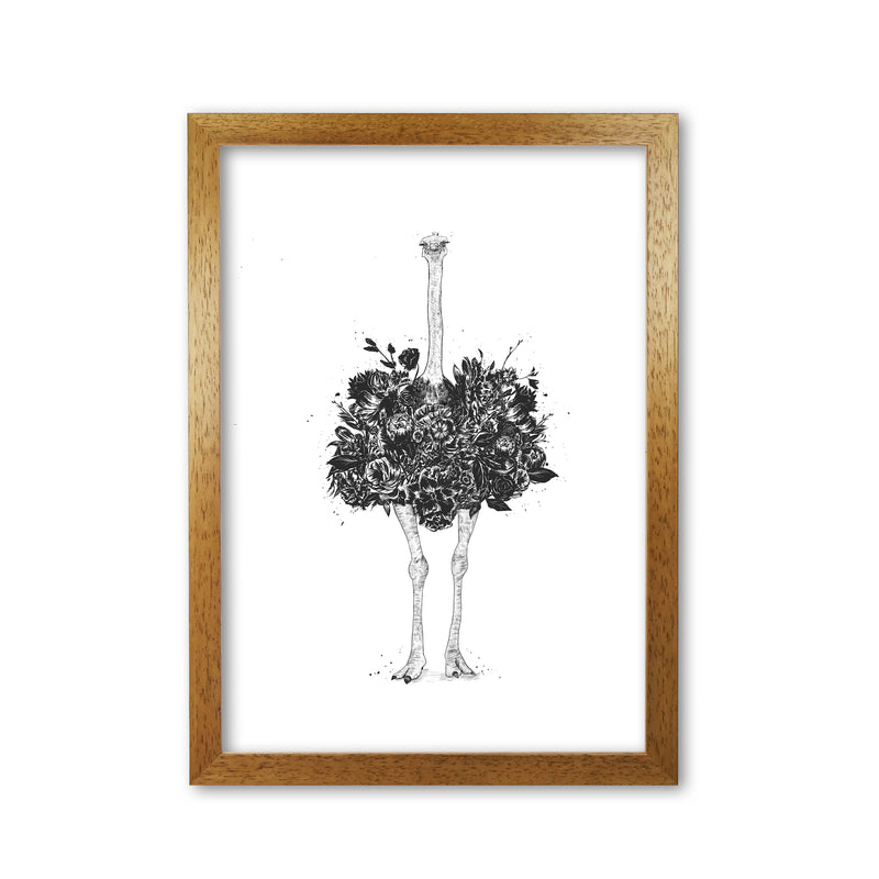 Floral Ostrich Animal Art Print by Balaz Solti Oak Grain