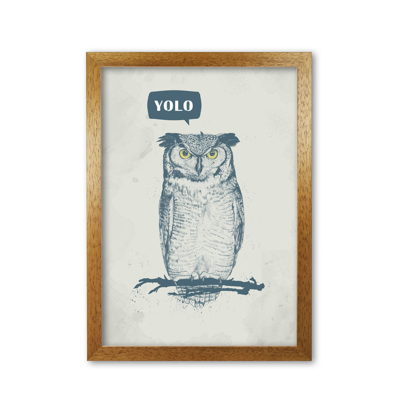 Yolo Owl Animal Art Print by Balaz Solti Oak Grain