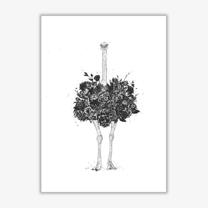 Floral Ostrich Animal Art Print by Balaz Solti Print Only