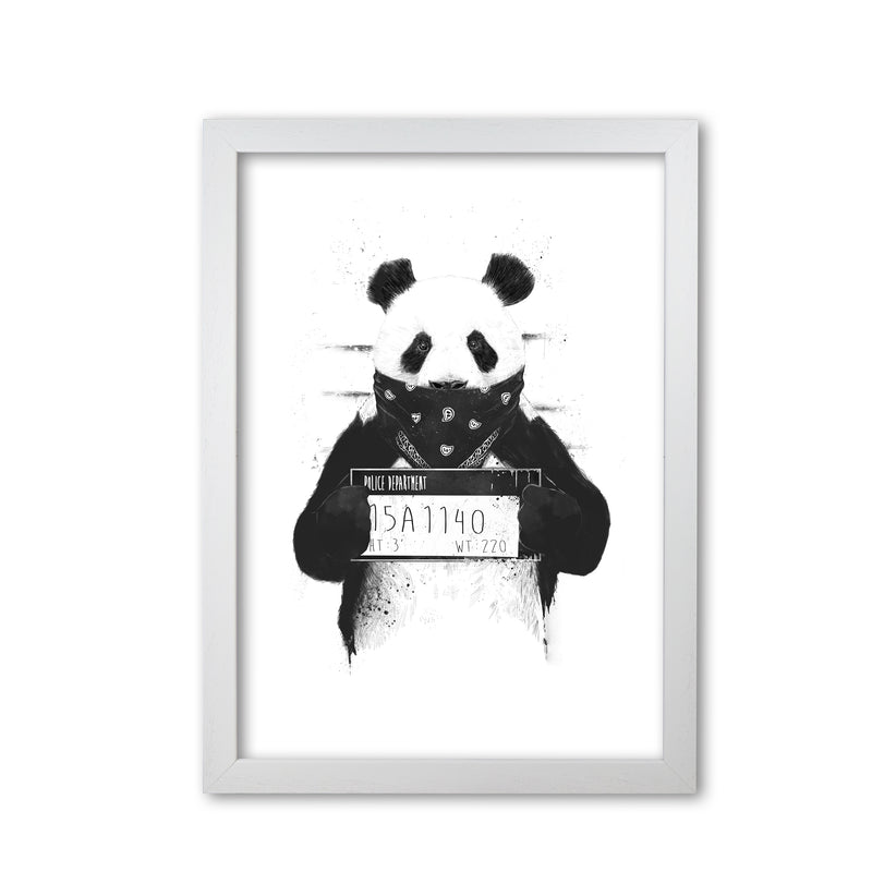 Bad Panda Animal Art Print by Balaz Solti White Grain