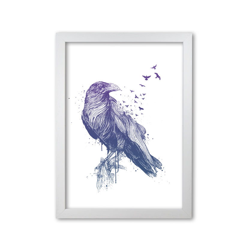 Born To Be Free Raven Animal Art Print by Balaz Solti White Grain