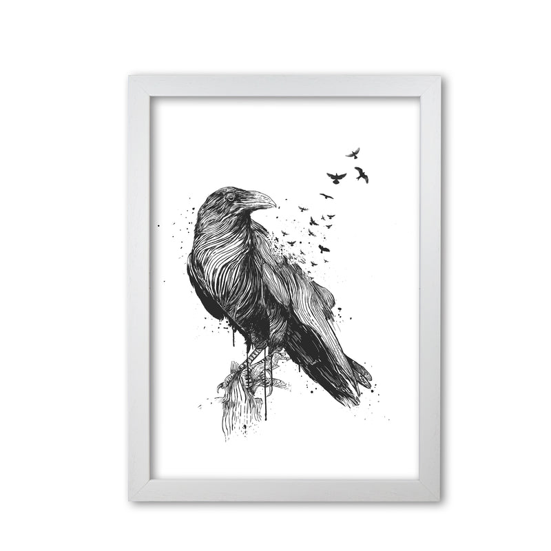 Born To Be Free Raven B&W Animal Art Print by Balaz Solti White Grain