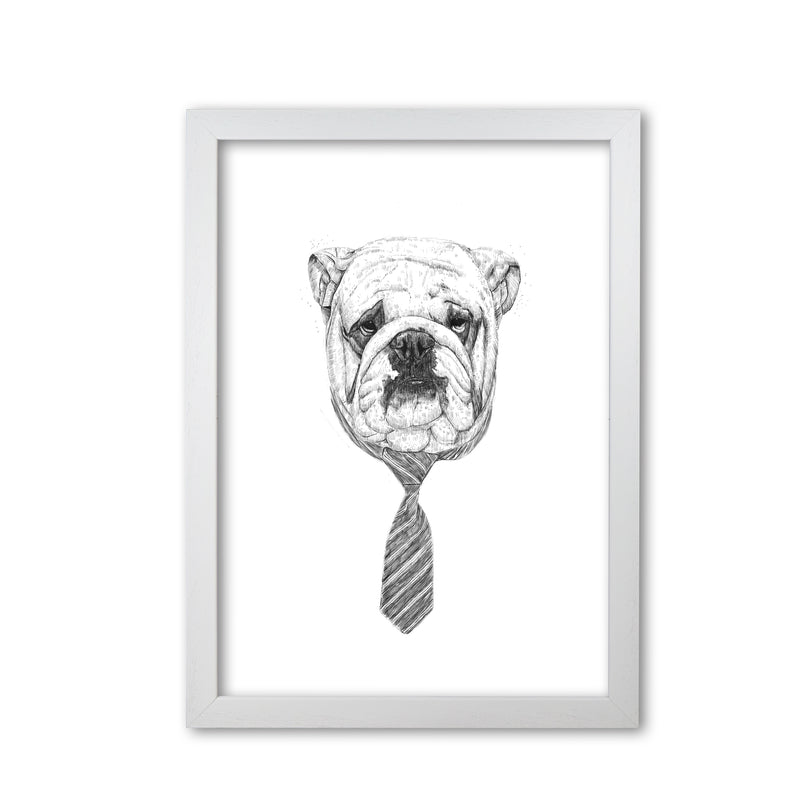 Cool Bulldog Animal Art Print by Balaz Solti White Grain