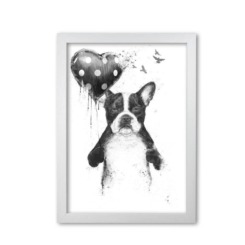 My Heart Goes Boom Bulldog Animal Art Print by Balaz Solti White Grain