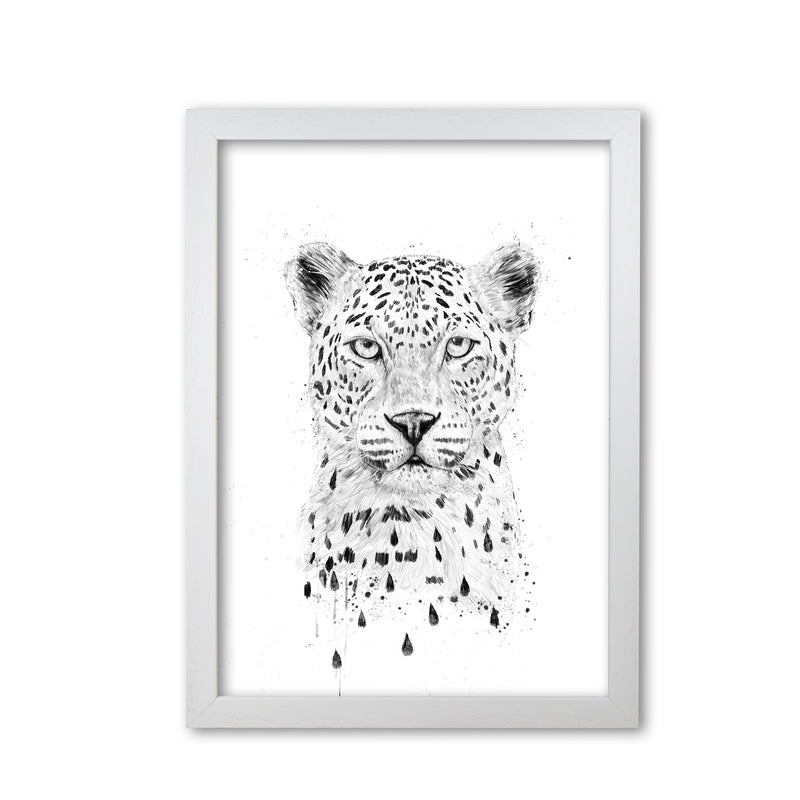 Raining Again Cheetah Animal Art Print by Balaz Solti White Grain