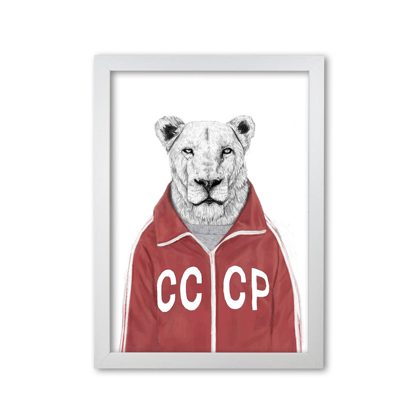 Soviet Lion Animal Art Print by Balaz Solti White Grain