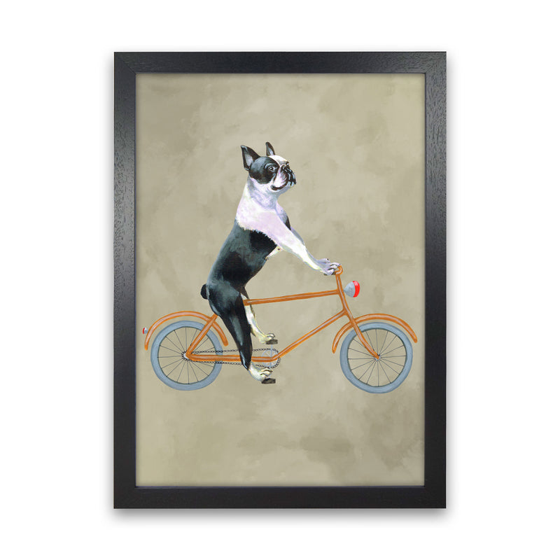 Boston Terrier On Bicycle Art Print by Coco Deparis Black Grain