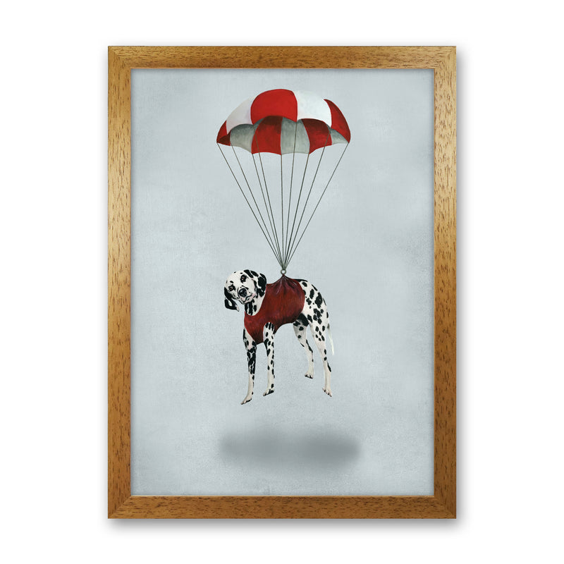 Dalmatian Parachute Art Print by Coco Deparis Oak Grain