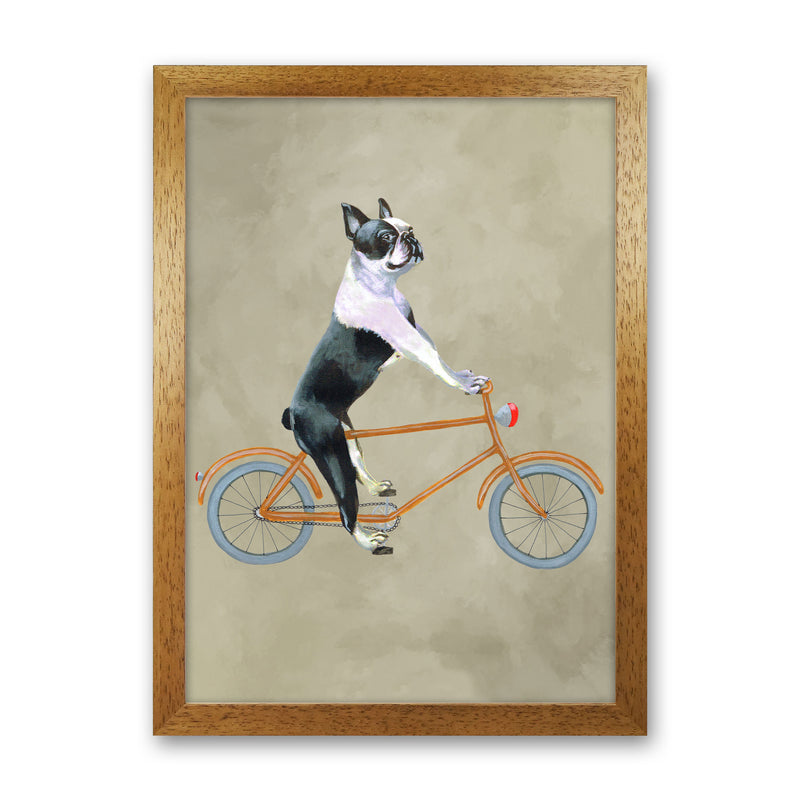 Boston Terrier On Bicycle Art Print by Coco Deparis Oak Grain
