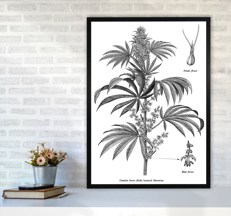 Cannabis Sativa Botanical Illustration Art Print by Jason Stanley A1 White Frame