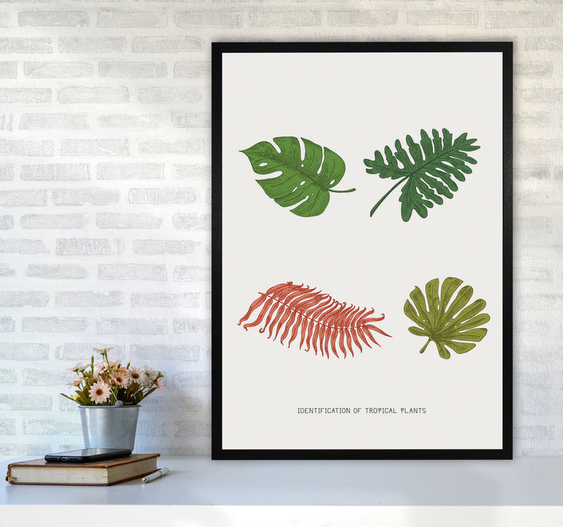 Identification Of Tropical Plants Art Print by Jason Stanley A1 White Frame