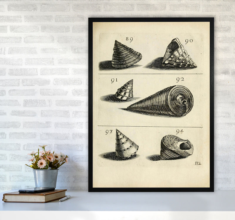 Set Of Vintage Shells Art Print by Jason Stanley A1 White Frame