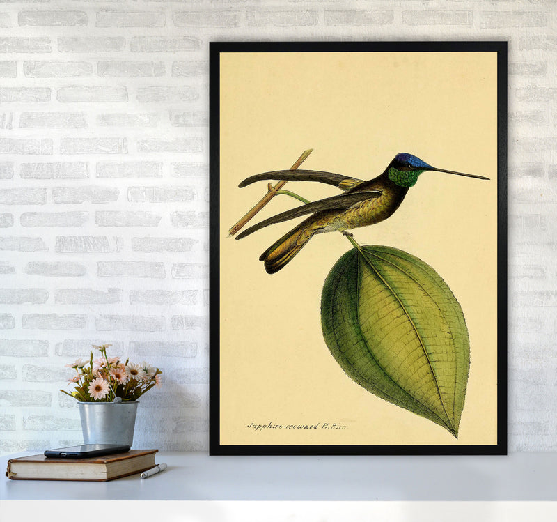 Crowned Humming Bird Art Print by Jason Stanley A1 White Frame