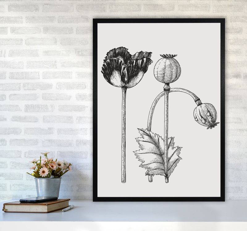 Vintage Poppy Plant Art Print by Jason Stanley A1 White Frame