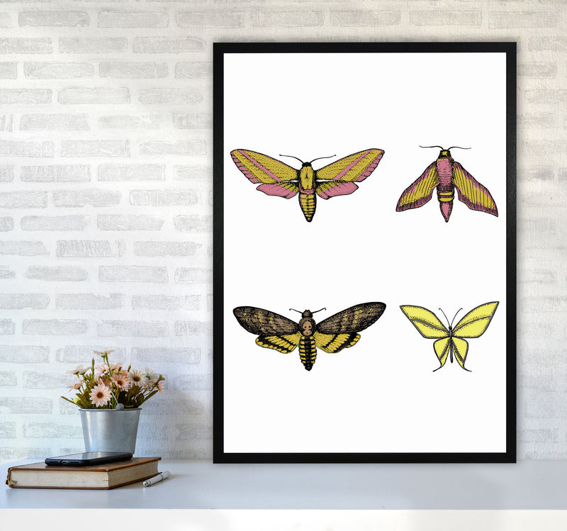 Vintage Moths Art Print by Jason Stanley A1 White Frame