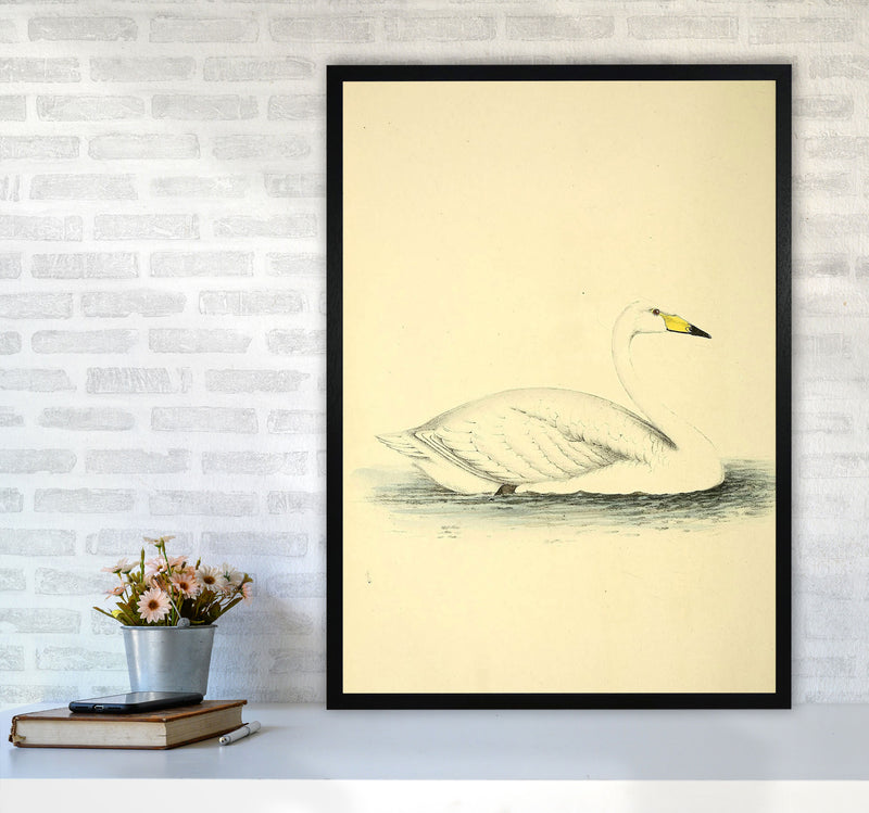 Vintage Swan Art Print by Jason Stanley A1 White Frame