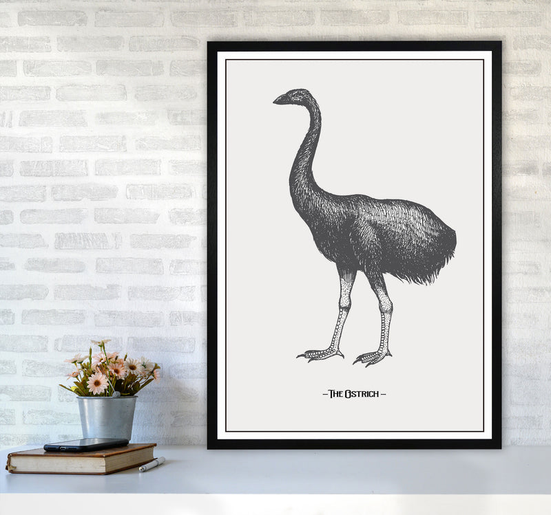 The Ostrich Art Print by Jason Stanley A1 White Frame