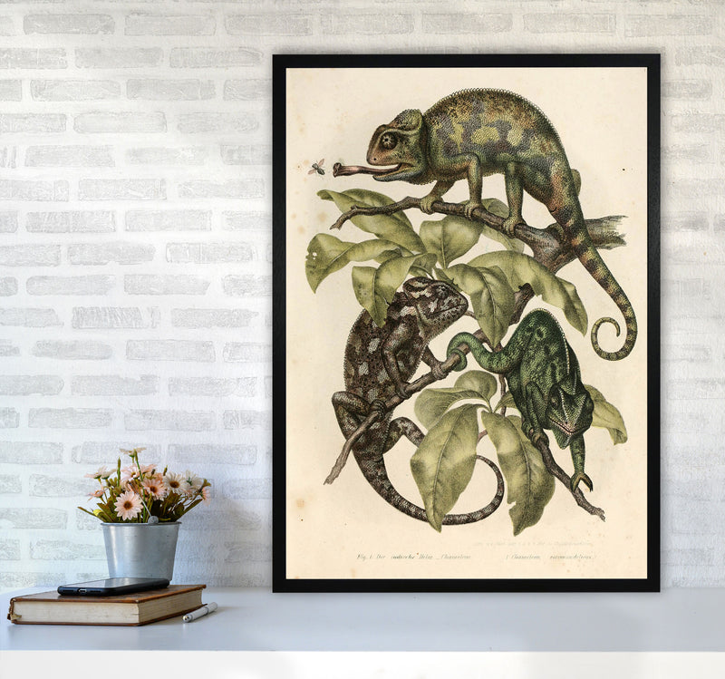 Vintage Chameleon Illustration Art Print by Jason Stanley A1 White Frame