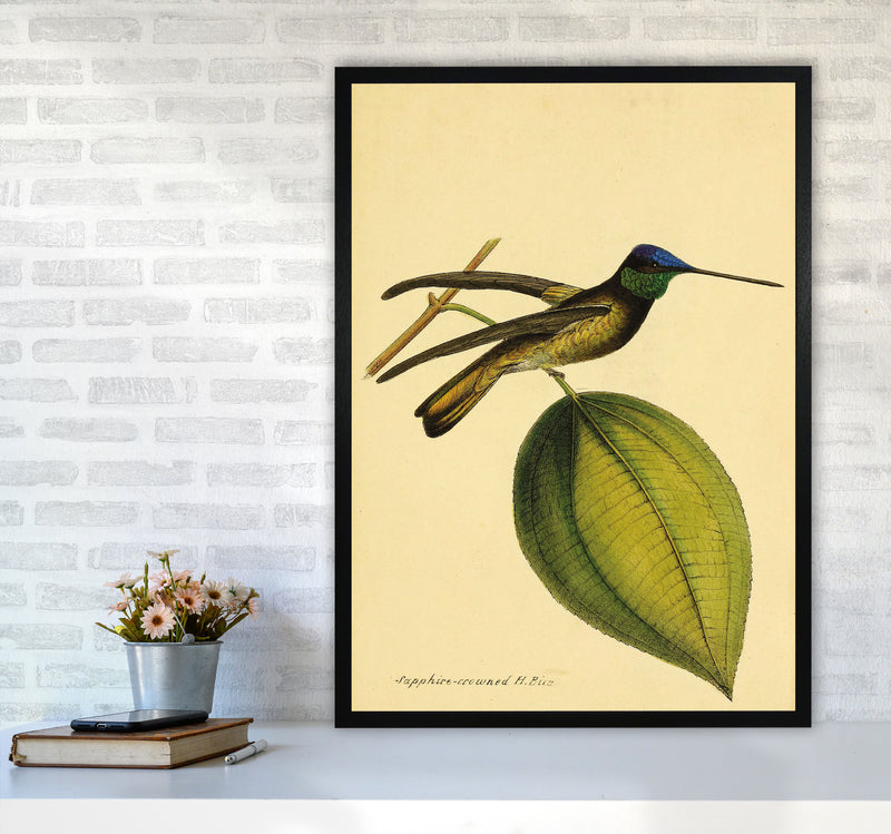 Sapphire Crowned Hummingbird Art Print by Jason Stanley A1 White Frame